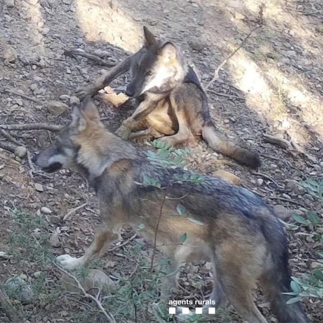Neixen tres cadells de llop a Catalunya per primer cop en 100 anys